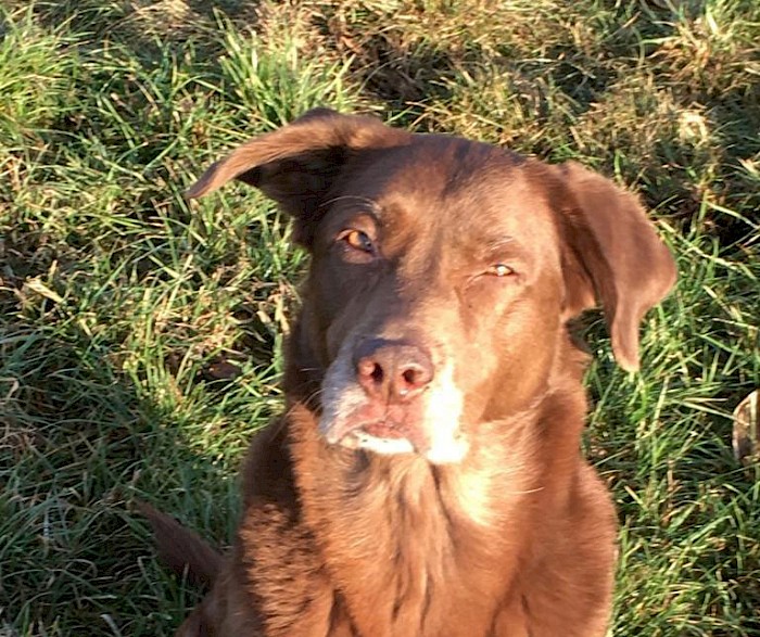 Antworten auf Hunde-Fragen aller Art: Dogs-to-Bi Trainings, Sittings und Hunde-Beratung