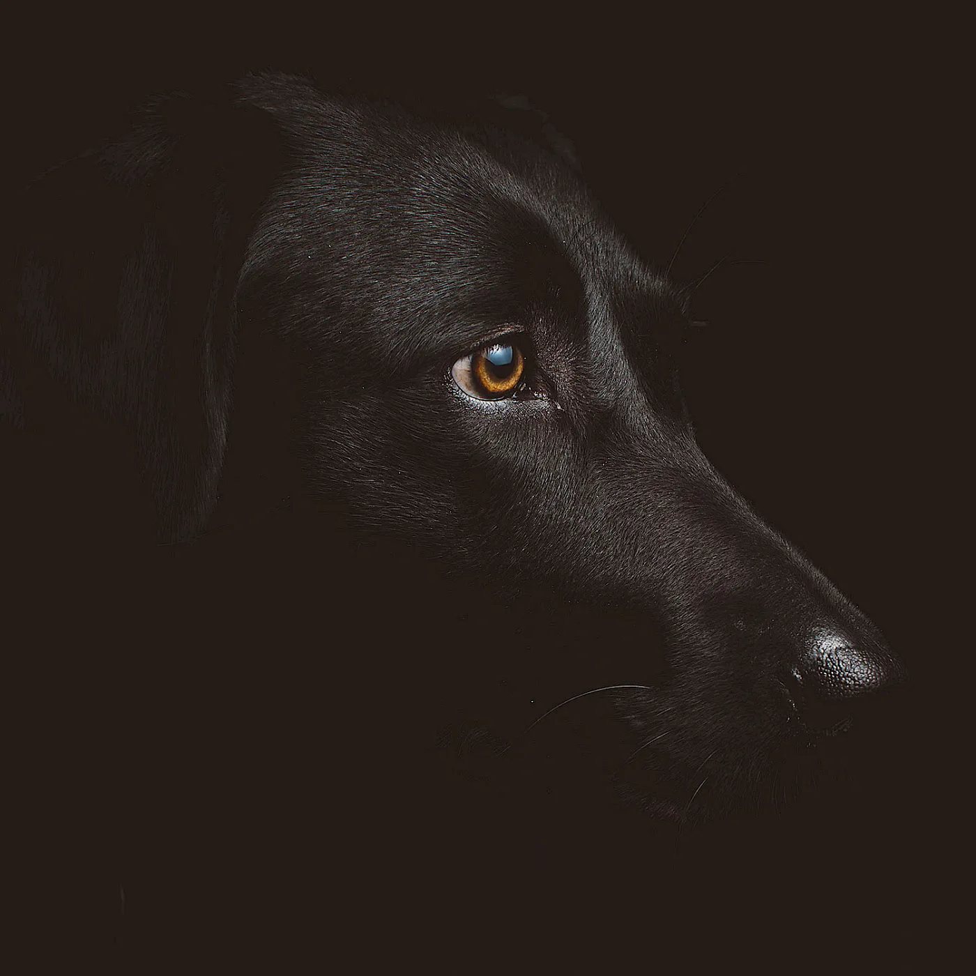 dogs-to-Bi-Empfehlungen