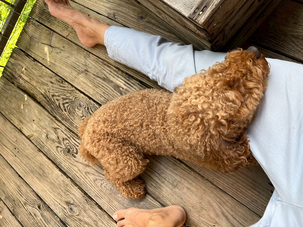 Pudel im Hunde-Sitting bei Dogs-to-Bi am Chiemsee in Bayern