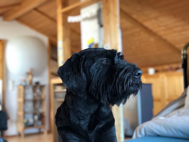 Sitting einer Riesenschnauzer-Hündin im Blog von Dogs-to-Bi