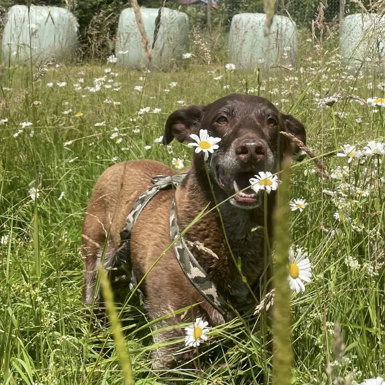 DOGS-TO-BI-KONTAKT